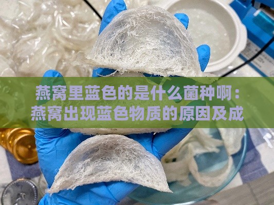 燕窝里蓝色的是什么菌种啊：燕窝出现蓝色物质的原因及成分探究