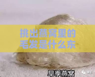 挑出燕窝里的毛发是什么东西：揭秘燕窝清洁背后的秘密