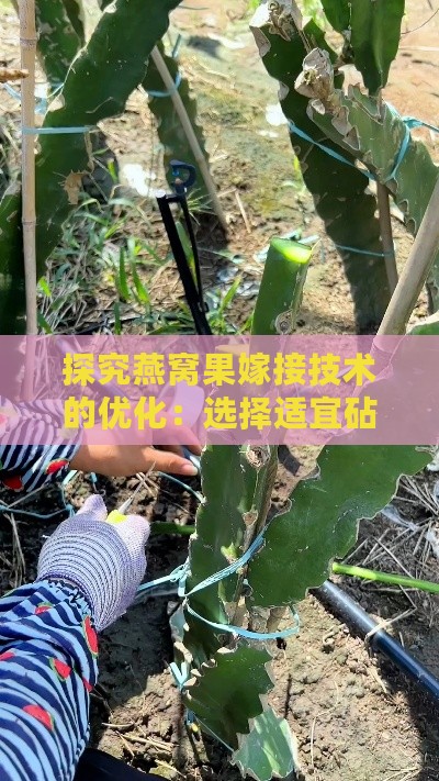 探究燕窝果嫁接技术的优化：选择适宜砧木提升嫁接成功率