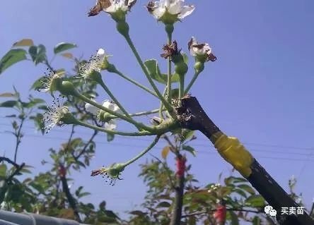 探究燕窝果嫁接技术的优化：选择适宜砧木提升嫁接成功率