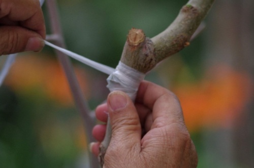 探究燕窝果嫁接技术的优化：选择适宜砧木提升嫁接成功率