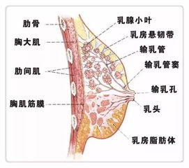 燕窝对各种囊肿的益处及对健康的影响：全面解析营养补充与疾病管理的关联