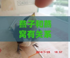 燕子和燕窝有关系吗：探究燕子与燕窝的关系及燕窝与燕子窝的区别