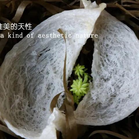 燕窝销售全解析：掌握卖燕窝的关键流程与要点