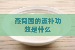 燕窝菌的滋补功效是什么