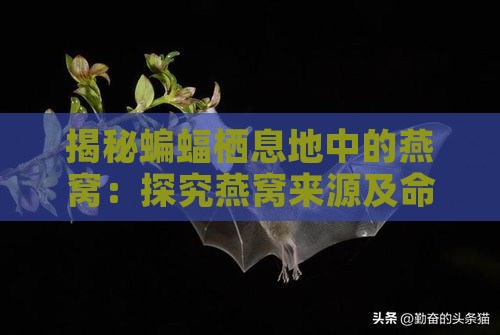 揭秘蝙蝠栖息地中的燕窝：探究燕窝来源及命名之谜