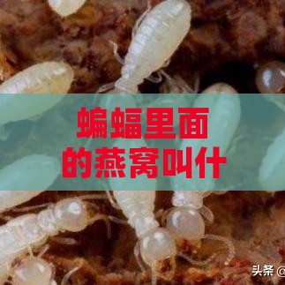 蝙蝠里面的燕窝叫什么鸟