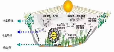 即食燕窝饮用优势与潜在风险分析