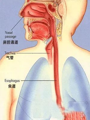 人流术后恢复期：燕窝食用的更佳时间指南