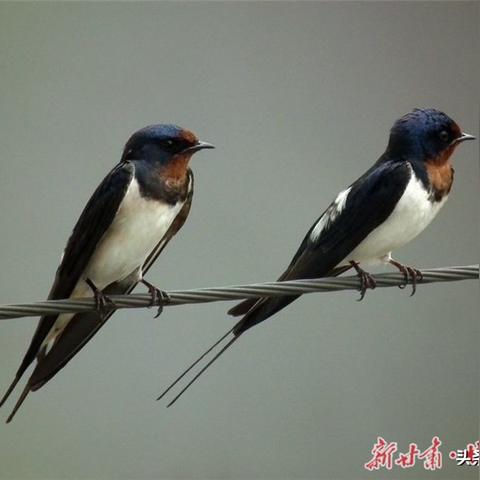 '探索燕窝瓶：适宜种植的室内花草选择指南'