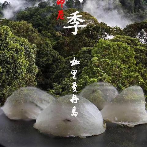 探究燕窝采摘：雨季与旱季的时间分布及影响