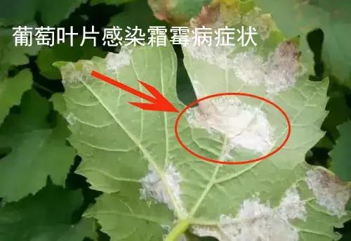 燕窝果种植需要注意什么细节：关键技术与种植要点解析