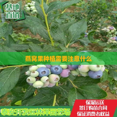 燕窝果种植需要注意什么