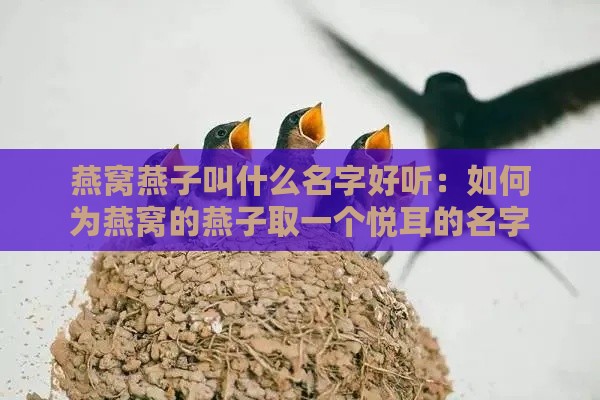 燕窝燕子叫什么名字好听：如何为燕窝的燕子取一个悦耳的名字？