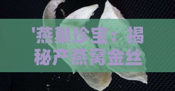 '燕巢珍宝：揭秘产燕窝金丝燕的奥秘'