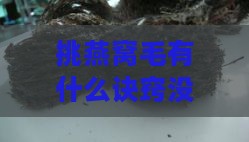 挑燕窝毛有什么诀窍没有：教你快速去除杂质与保存技巧