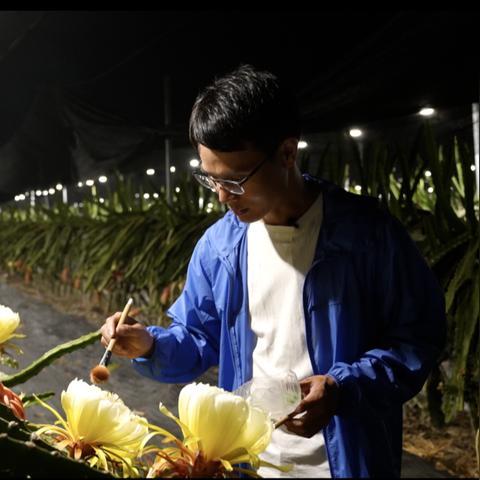 燕窝采收季节解析：一年中何时是更佳采摘期及影响因素