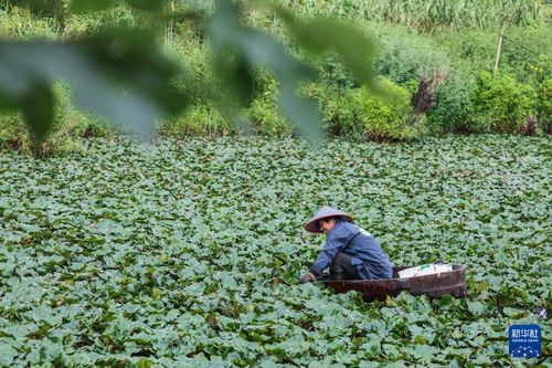 专业采燕窝人什么季节采