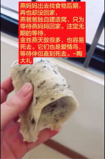 家里造燕窝的是什么燕子啊：详解金丝燕外貌特征与燕窝建造过程