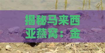 揭秘马来西亚燕窝：金丝燕唾液铸就的原生态珍品