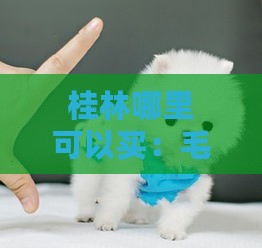 桂林哪里可以买：毛线、阻断药、树苗、博美、正版CD？