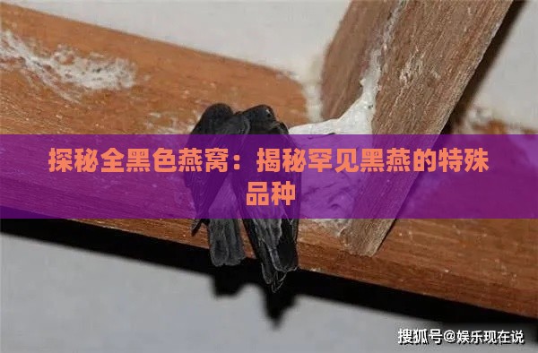 探秘全黑色燕窝：揭秘罕见黑燕的特殊品种