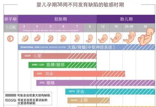 孕期何时启动食用燕窝：更佳开始时间解析