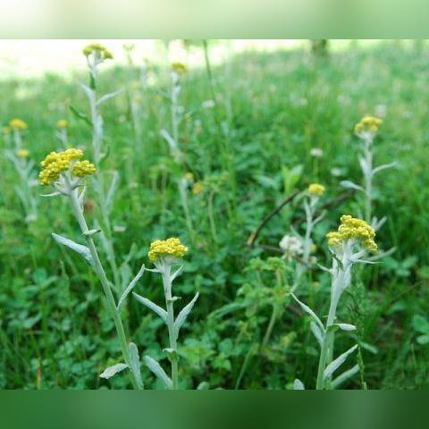 孕期燕窝更佳饮用时机：揭秘怀孕期间补充燕窝的更佳时段