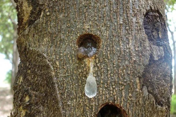 揭秘林间珍宝：揭秘树上燕窝的神秘面纱