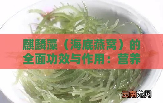 麒麟藻（海底燕窝）的全面功效与作用：营养、保健及传统寓意解析