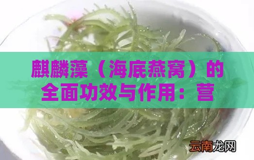 麒麟藻（海底燕窝）的全面功效与作用：营养、保健及传统寓意解析