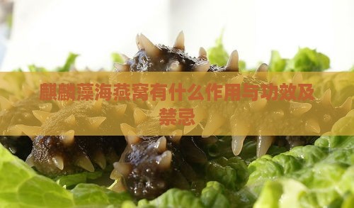 麒麟藻海燕窝有什么作用与功效及禁忌