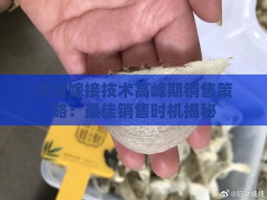 燕窝嫁接技术高峰期销售策略：更佳销售时机揭秘