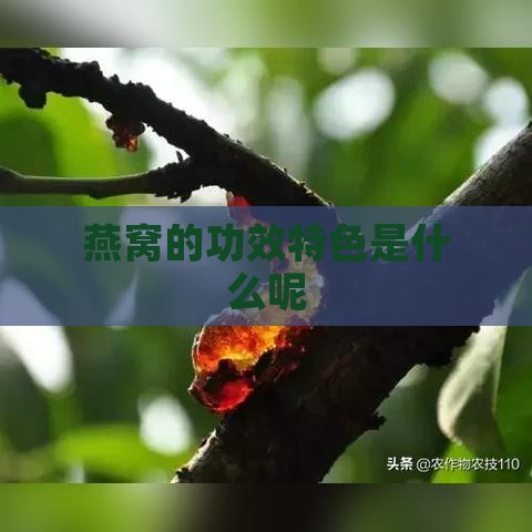 燕窝的功效特色是什么呢