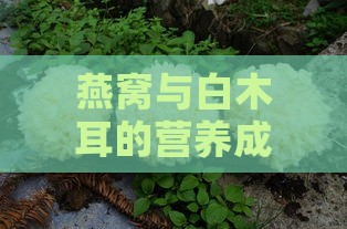 燕窝与白木耳的营养成分及功效差异比较