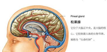 探究燕窝缓解咳嗽的神奇作用与实证分析