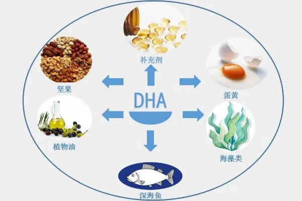 燕窝和dha有什么区别