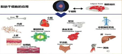 揭秘燕窝成分：究竟是什么珍贵物质构成？