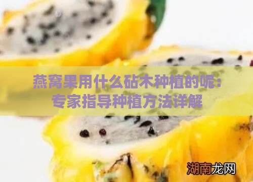 燕窝果用什么砧木种植的呢：专家指导种植方法详解