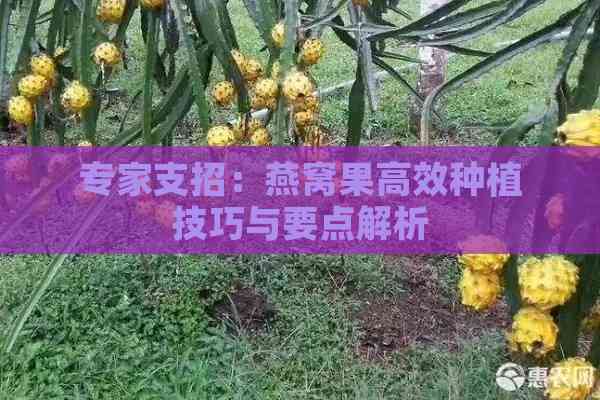 专家支招：燕窝果高效种植技巧与要点解析