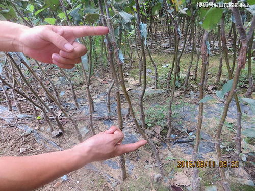 燕窝果用什么砧木种植的