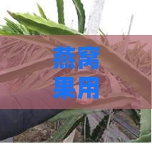 燕窝果用什么砧木种植的