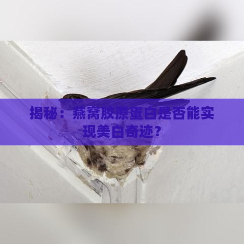 揭秘：燕窝胶原蛋白是否能实现美白奇迹？