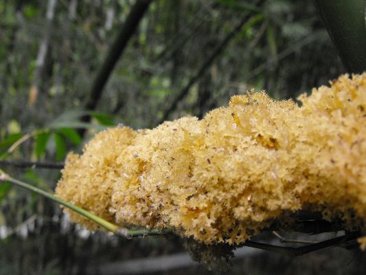 揭秘竹燕窝品种与价值：不同种类竹燕窝的营养差异与市场价位解析