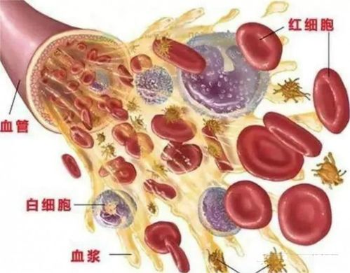 燕窝对肺结节的影响与作用：营养滋补、免疫提升及治疗关系解析