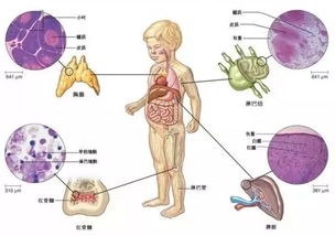 燕窝对肺结节的影响与作用：营养滋补、免疫提升及治疗关系解析