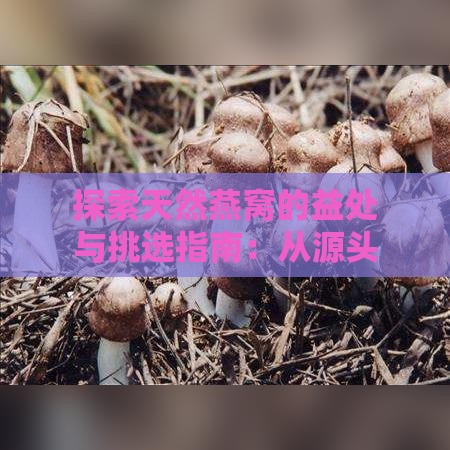 探索天然燕窝的益处与挑选指南：从源头到餐桌的全方位解读