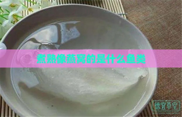 煮熟像燕窝的是什么鱼类