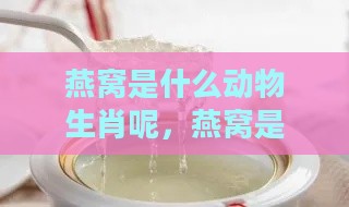 燕窝是什么动物生肖呢，燕窝是动物吗，燕窝属什么生肖？