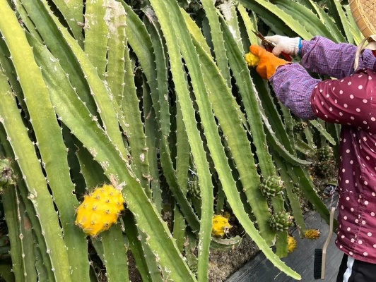 '燕窝果催花高效促花药剂推荐与使用指南'